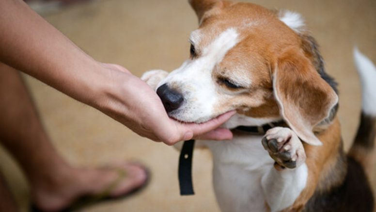 ¿Golosinas para perros? ¡Prepáralas tú mismo!
