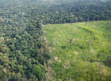 Once regiones lograron reducir deforestación de sus bosques