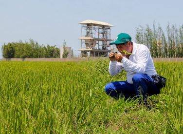 Mayor producción de arroz, y uva impulsó crecimiento agrario en enero