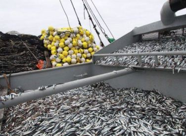 Desembarques de pesca crecen 94,1% durante mes de julio