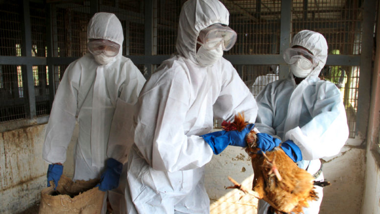 Gripe aviar: Rusos detectan primer caso de transmisión de cepa H5N8 a humanos