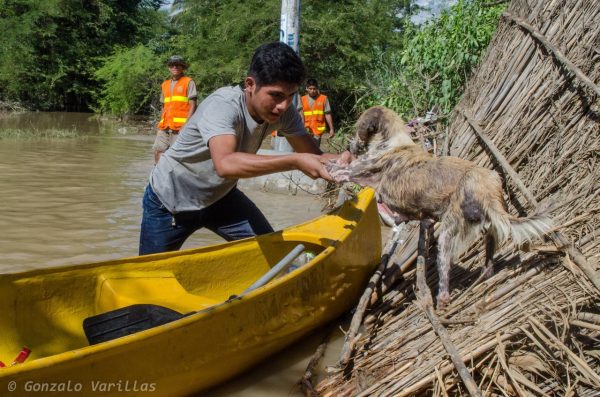 desborde del río piura 2017