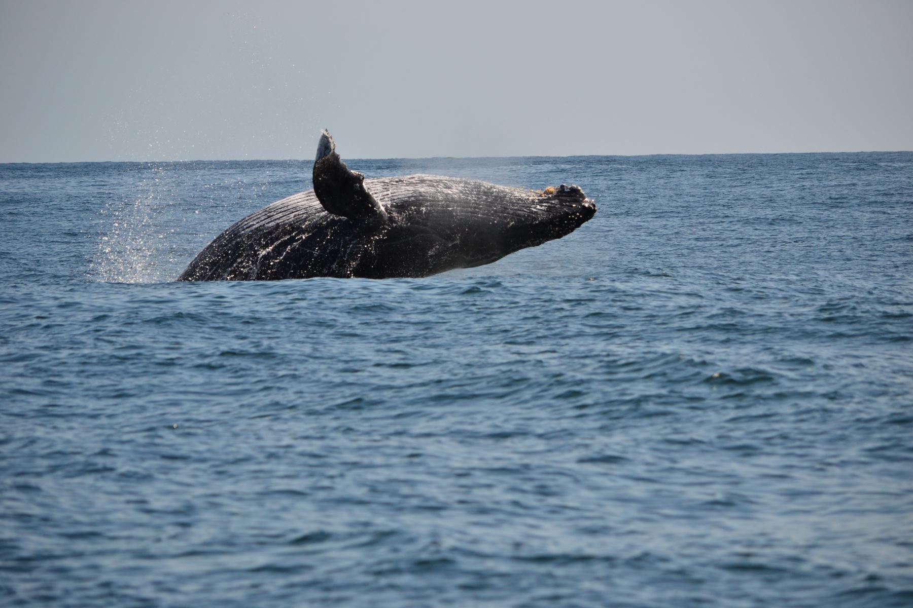 Piura y Tumbes reactivarían el turismo con el avistamiento de ballenas