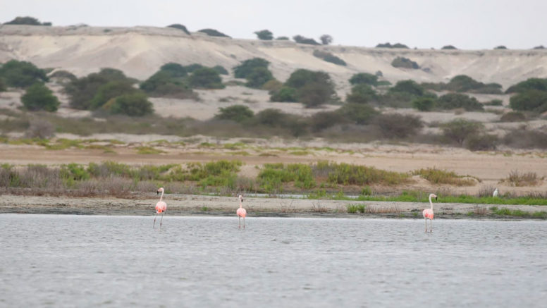 Piura: Estuario de Virrilá, conoce el humedal reconocido oficialmente como sitio Ramsar