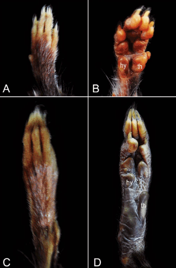 Ratón montaraz coliblanco