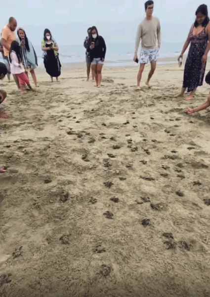 Tortugas-golfinas en Vichayito, Piura