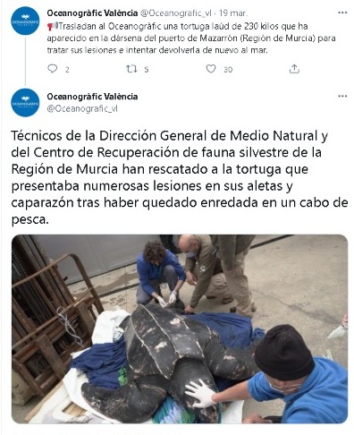 tortuga laúd