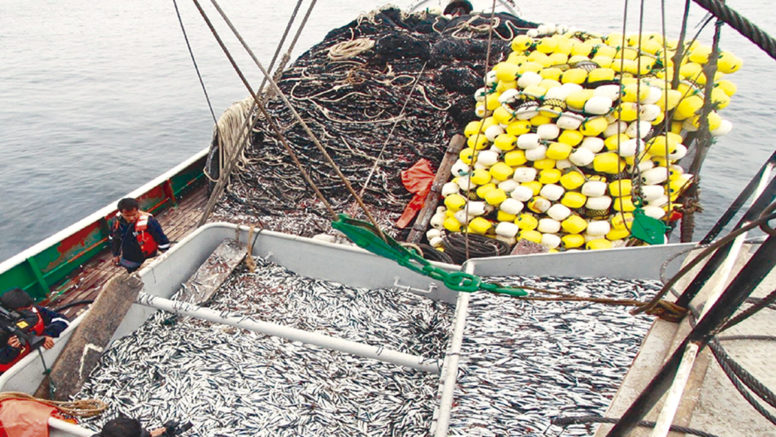 Autorizan pesca de anchoveta desde este 4 de mayo