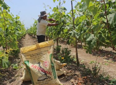 Crisis de fertilizantes durará mucho más en Perú