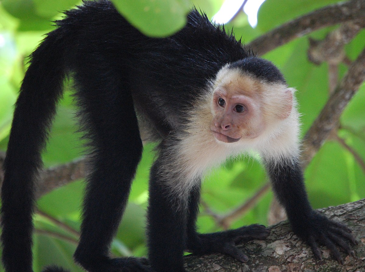 En Ecuador 32 especies exóticas fueron rescatadas durante la primera semana del paro nacional. Algunos de estos animales están asociados al comercio ilegal.