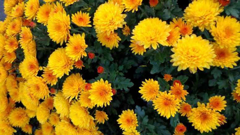 Regalar flores amarillas 21 de septiembre: significado y por qué es  tendencia – El Tiempo