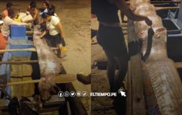 [VÍDEO] Ecuador: pez remo de casi 4 metros fue encontrado en playa