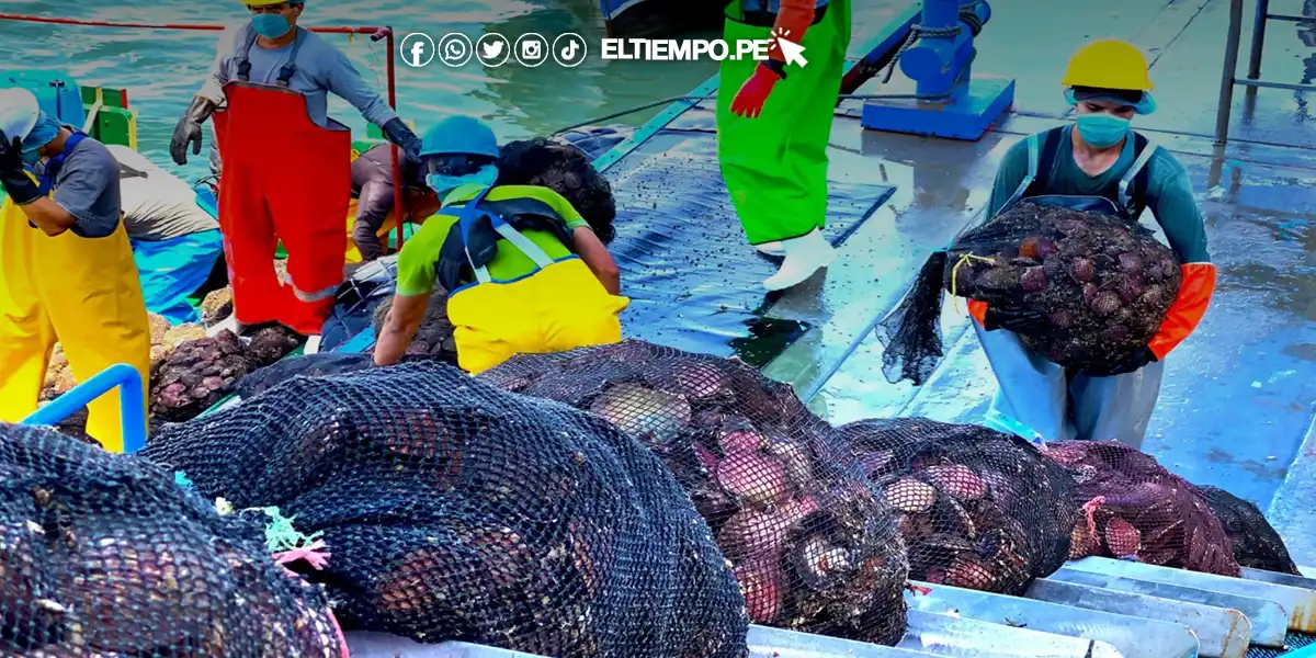 Autorizan extracción de concha de abanico en isla Lobos de Tierra