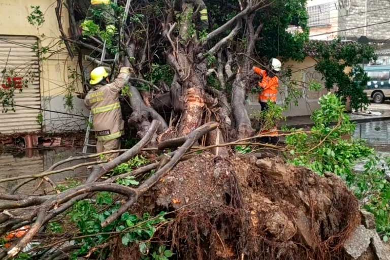 Árboles caídos por la intensa lluvia/foto:Twitter