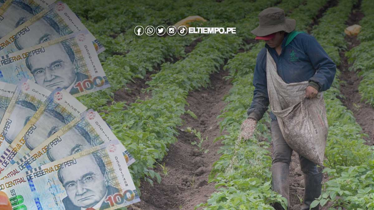 Bono Agrícola 2023 ¿de Cuánto Es El Apoyo Económico Y Cuándo Culmina Su Pago 3480