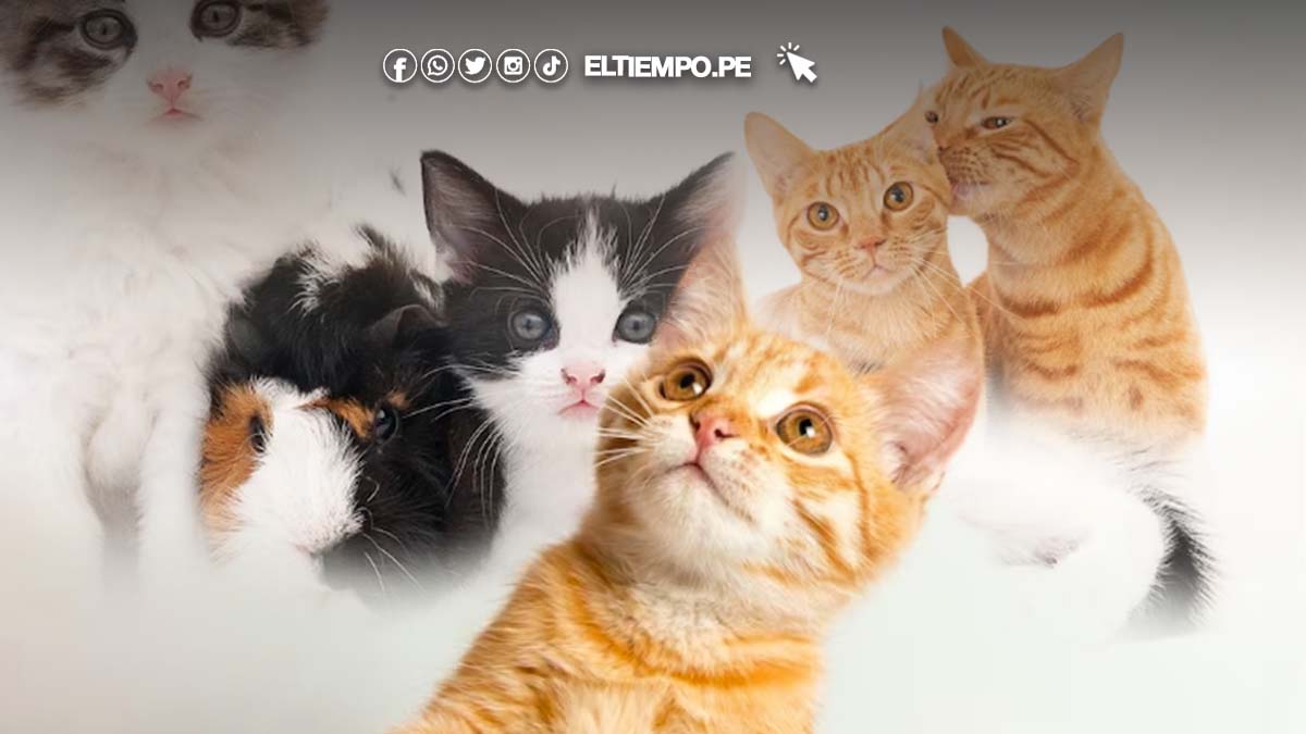 D A Internacional Del Gato Por Qu Se Celebra Tres Veces Al A O Diario El Tiempo