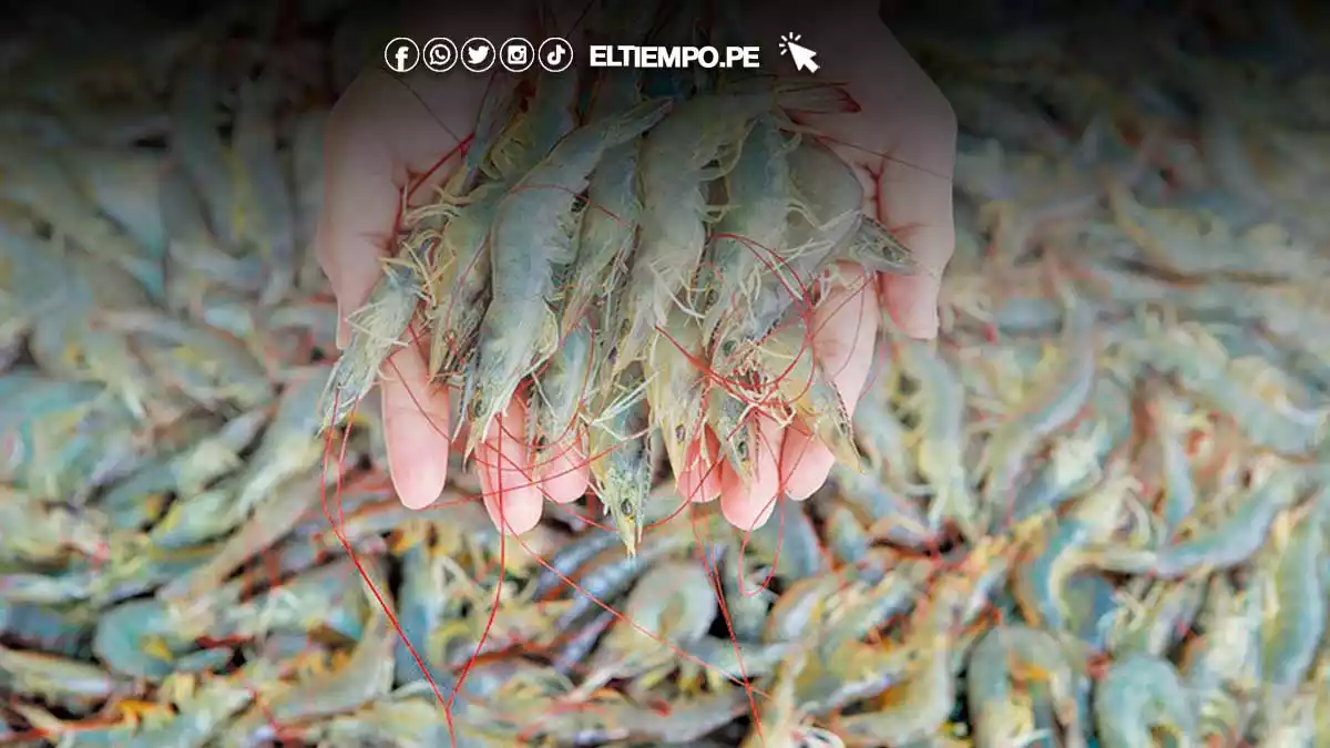 Autorizan en Piura la pesca de langostino café