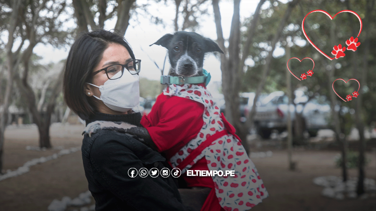 Así es como ve un perro el mundo. Esta herramienta virtual te lo muestra