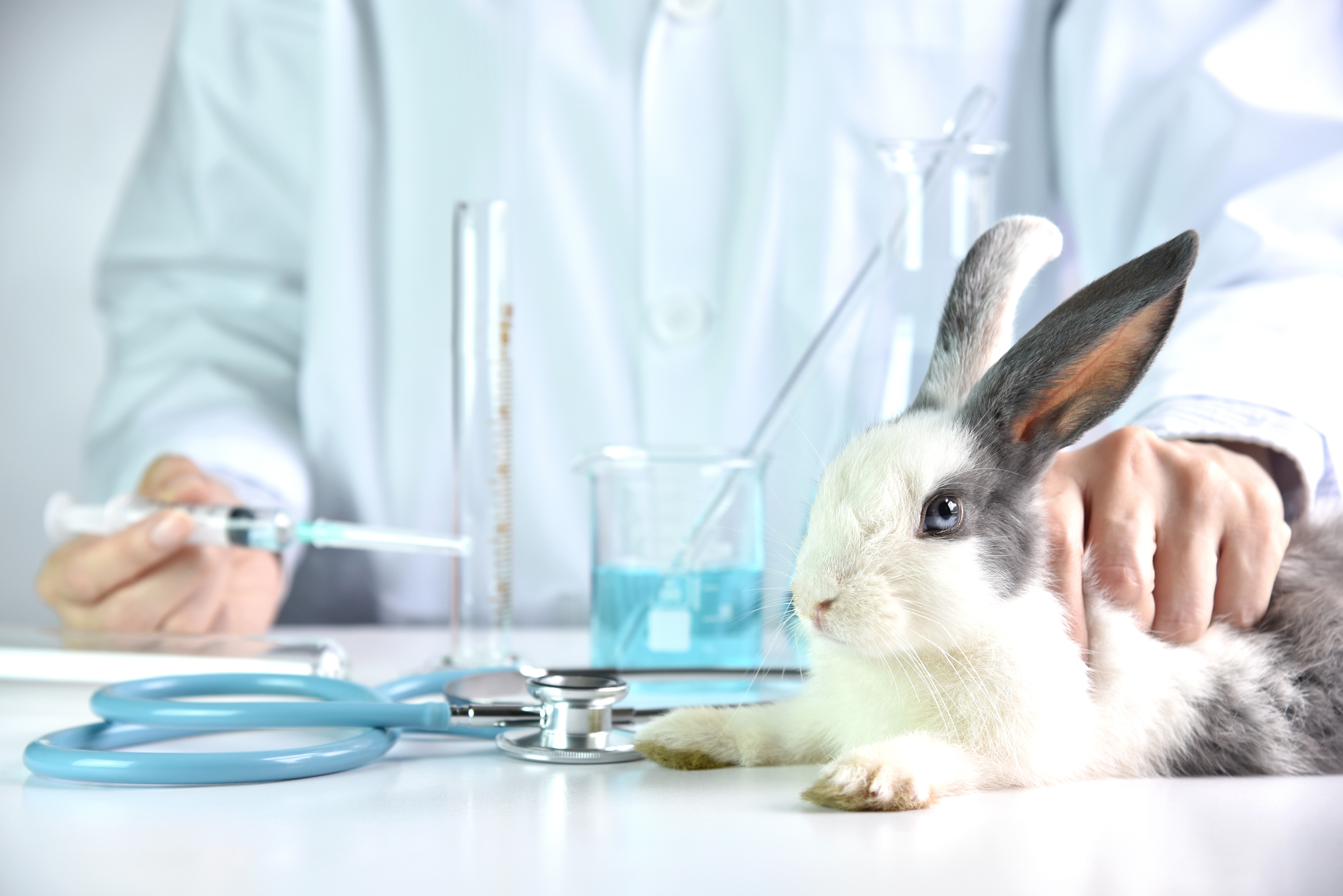 A Transgenic Rabbit Model of Dravet Syndrome