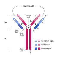 IgA Induced Mucosal Immune Tolerance