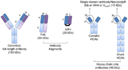 NANOBODIES