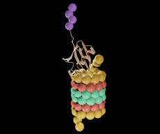 Covalent Small-Molecule Inhibitors of DCN1 Protein