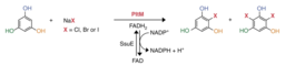 HALOGENASES