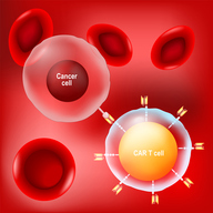 BanLec-CAR T Cells for Cancer Therapy