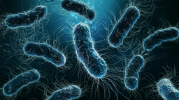 The Method to Give Bacteria Probiotic Features by Genetic Engineering