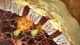 Novel Small Molecules and Their Use as MALT1 Inhibitors