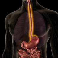 ESOPHAGUS