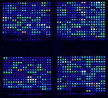 Microarray