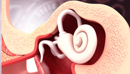 Inner Ear