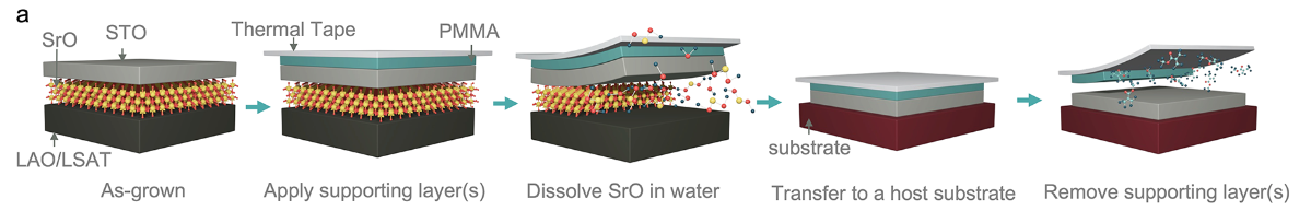 Schematic illustration of the exfoliation and transfer process of STO membrane