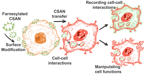 Biomacromolecules 2022, 23, 12, 5018-5035