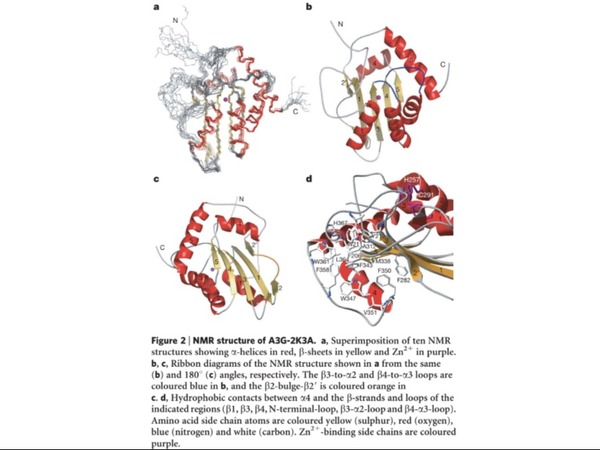 NMR structure of A3G-2K3A