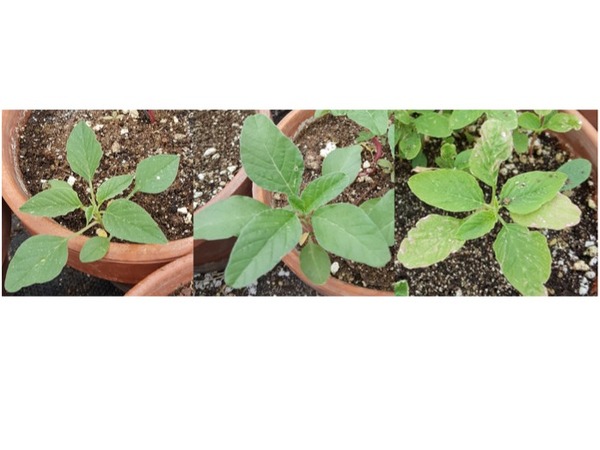 Identifying Amaranthus species can be challenging. From left: A. palmeri, A. powellii, and A. spinosus.