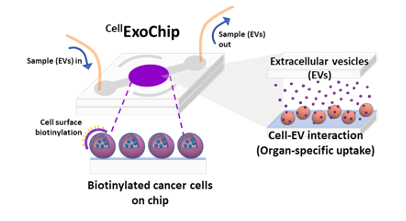 Exochip