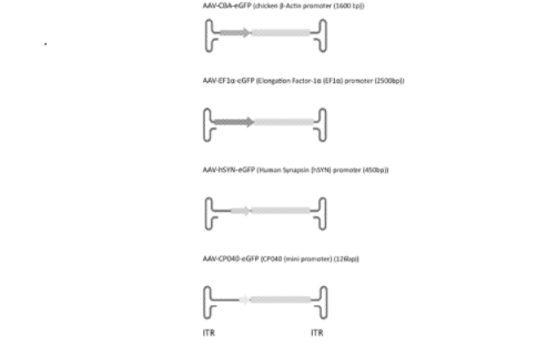 A schematic comparing the length of the minipromoter (CP040) to alternatives A schematic comparing the length of the minipromoter (CP040) to alternatives