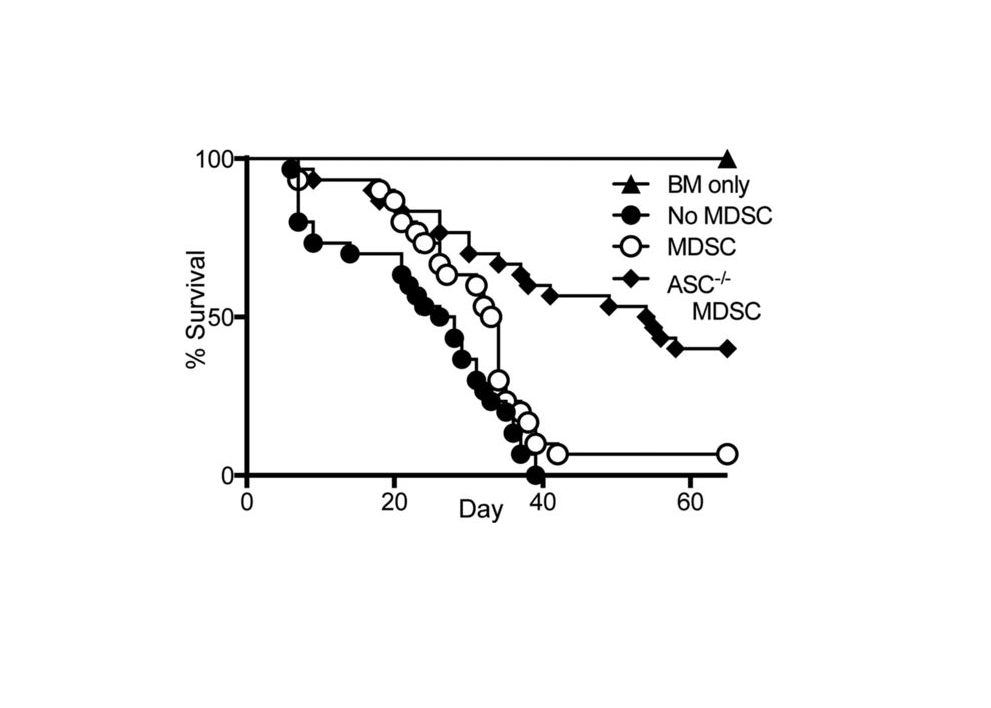 Survival curve of GVHD using MDSC-IL13 generated from either wild-type or ASC−/− mice Survival curve of GVHD using MDSC-IL13 generated from either wild-type or ASC−/− mice