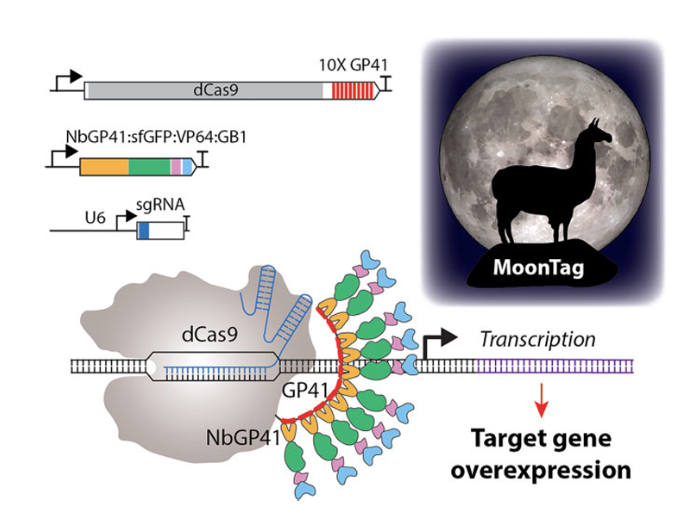 Schematic representation of the MoonTag activator and diagrams of the expression constructs encoding the components of MoonTag Schematic representation of the MoonTag activator and diagrams of the expression constructs encoding the components of MoonTag