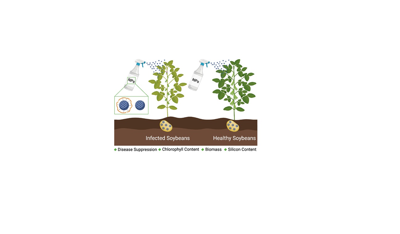 Nanoparticle seed treatments in soybeans enable disease suppression and increase plant health Nanoparticle seed treatments in soybeans enable disease suppression and increase plant health