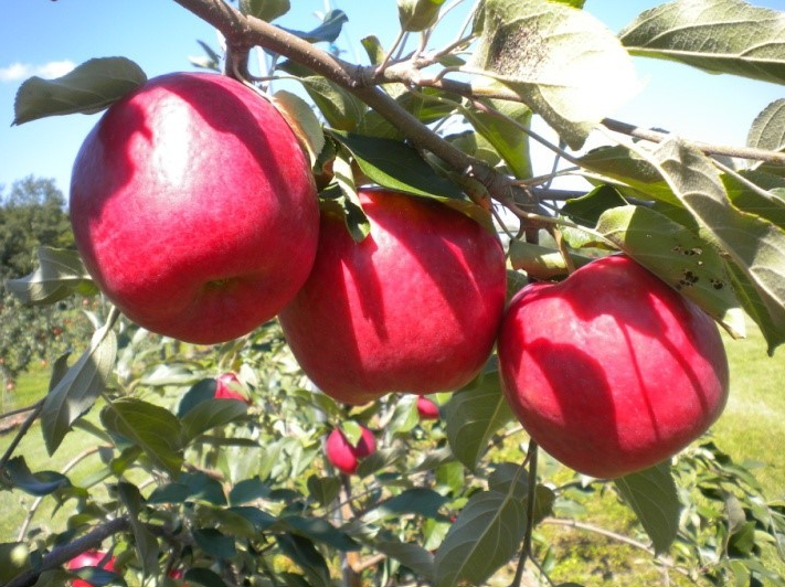 Minnesota First Kiss™ Apple (MN55 Variety)