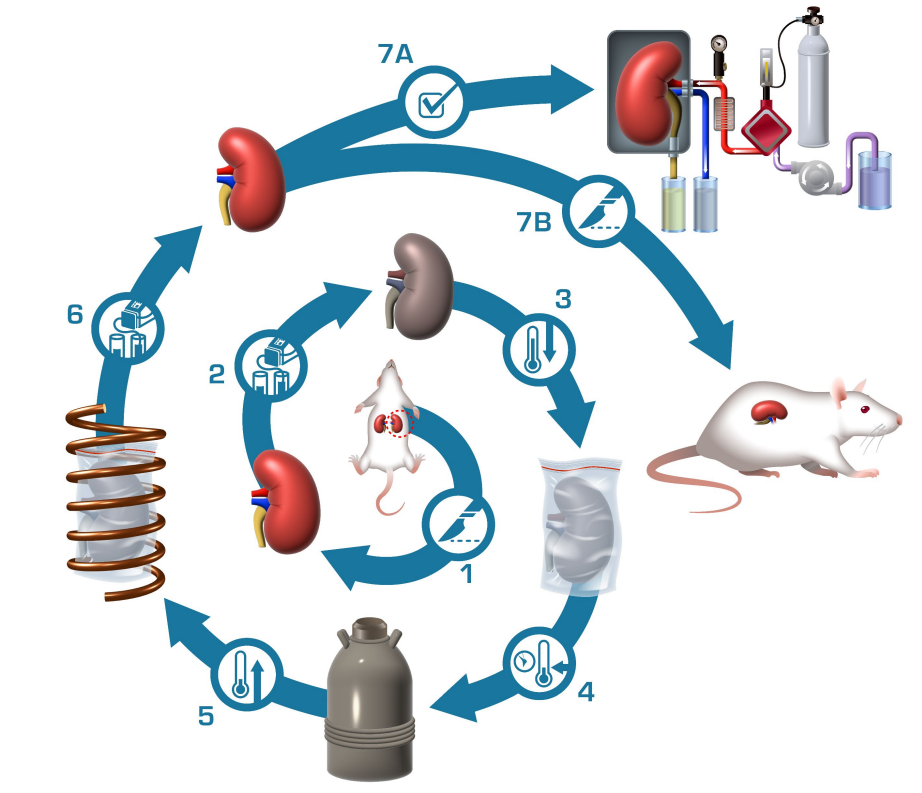 Overview of nanowarming