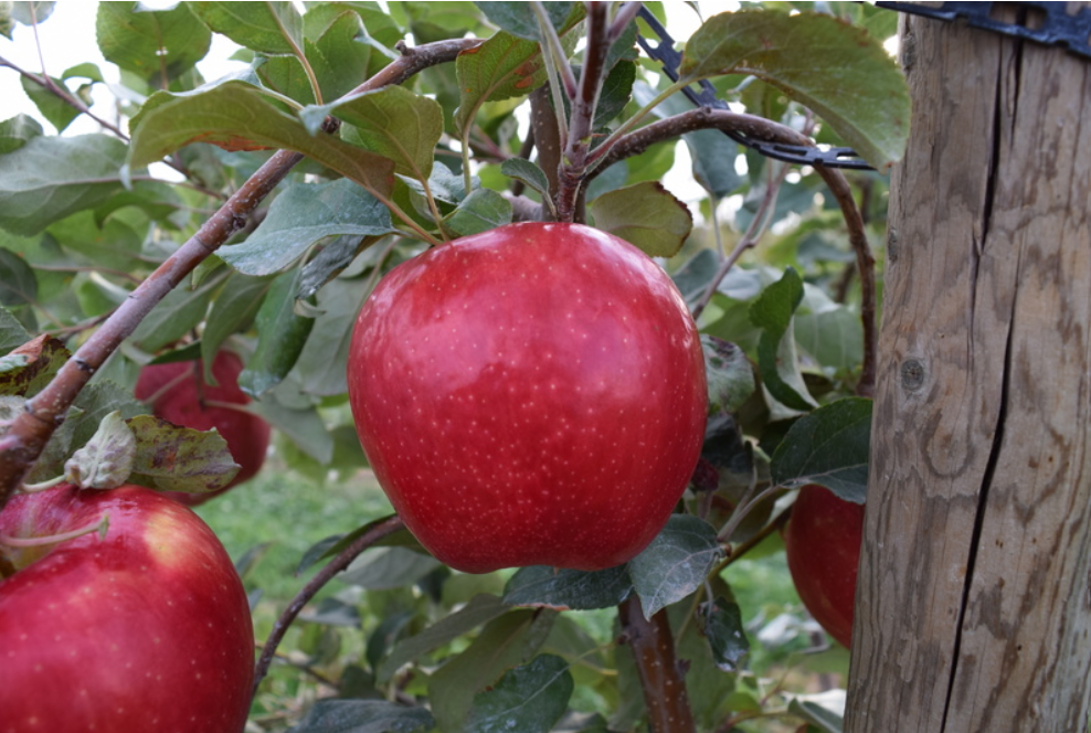 LJ-1000 Apple Variety