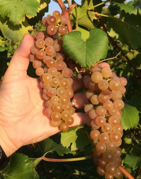 Cold Hardy Itasca Grape Variety