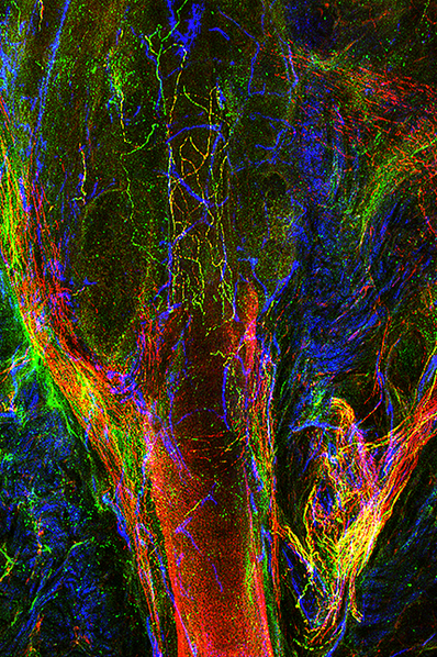 Nerves, Vessels and Neuropeptides in and around the Stem Cell Region of a Human Scalp Anagen Hair Follicle Image