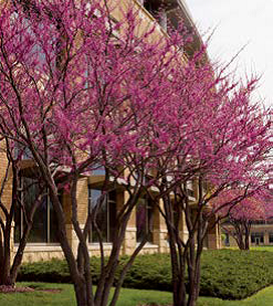 Heart’s Desire™ Brand Redbud Spring Flowering Tree