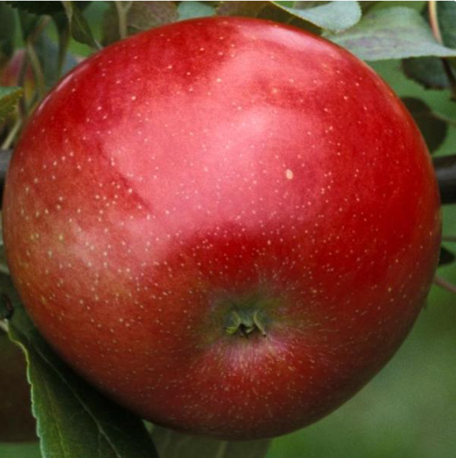 Zestar!® Cold Hardy, Early Season Apple Variety