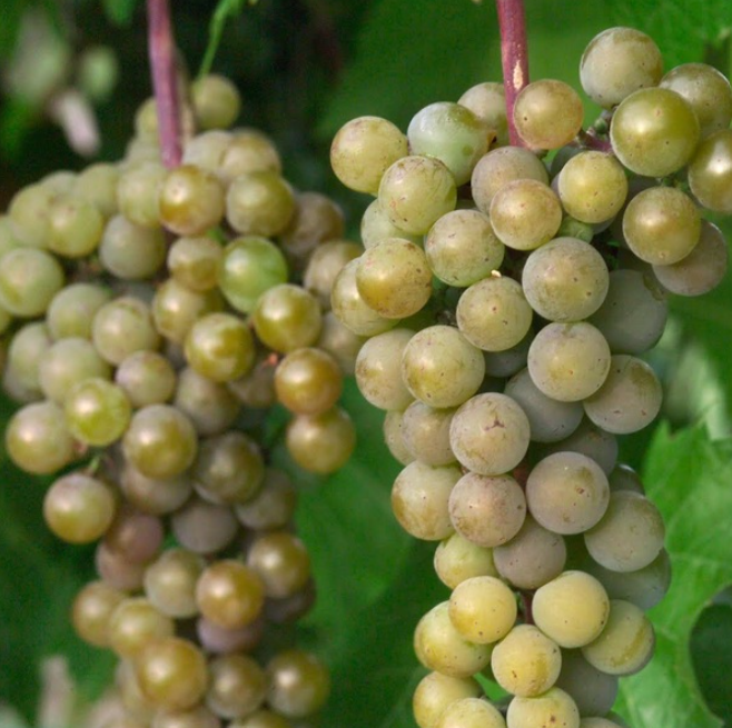 Cold Hardy La Crescent Grape Variety